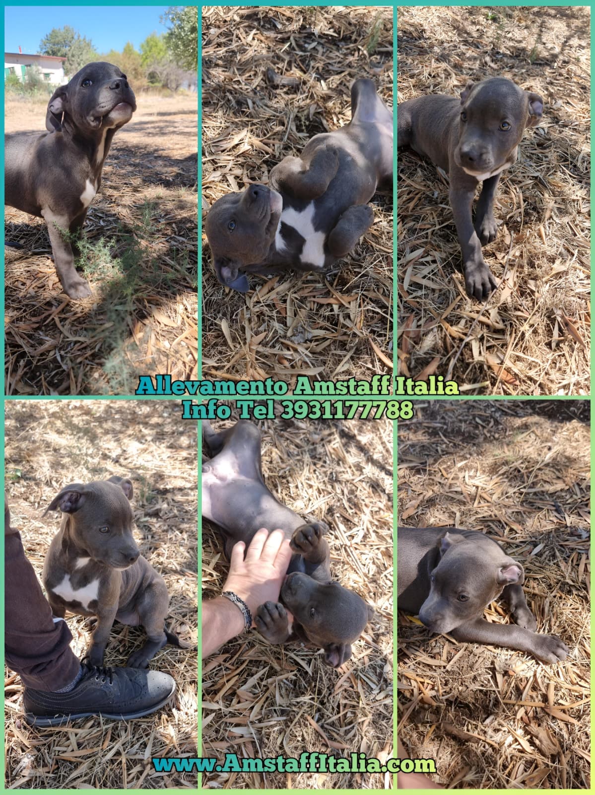 Allevamento e Cuccioli Amstaff Italia
