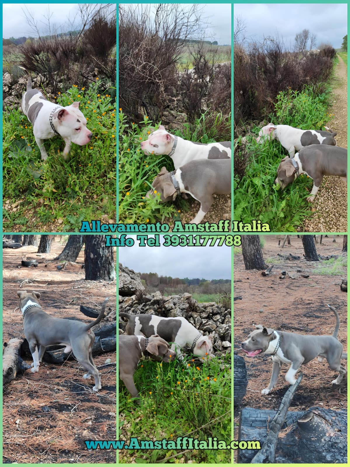 Allevamento American Staffordshire Terrier Blu Italia