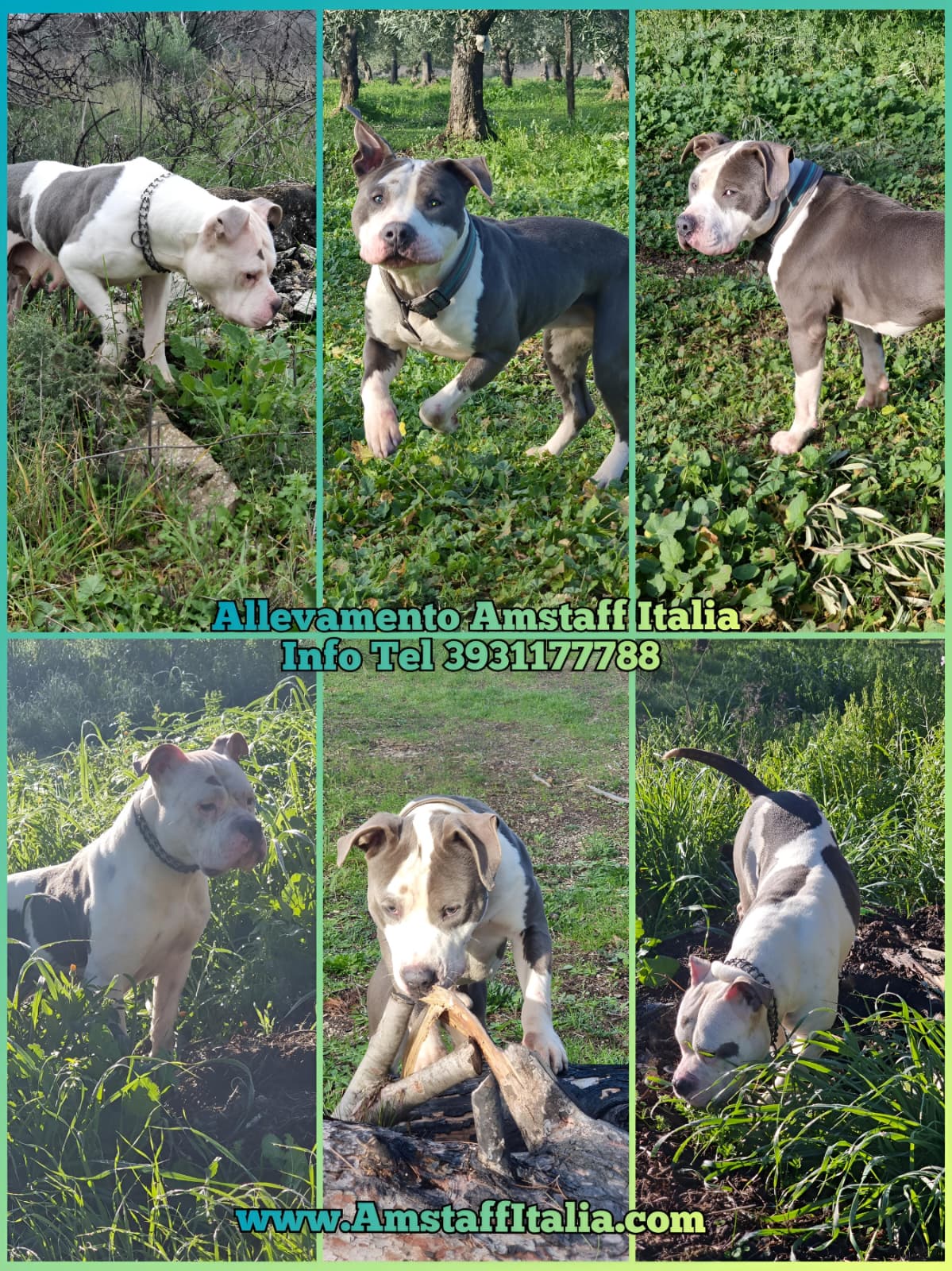 Cuccioli American Staffordshire Terrier Italia